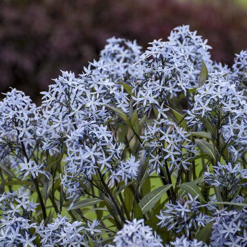 Amsonia tabernaemontana 'Storm Cloud' - Storm Cloud Blue Star