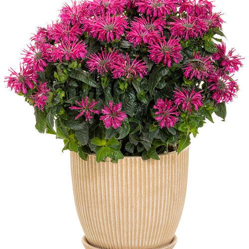 Monarda 'Leading Lady Razzberry' PP34130 - PW® Leading Lady Razzberry Bee Balm