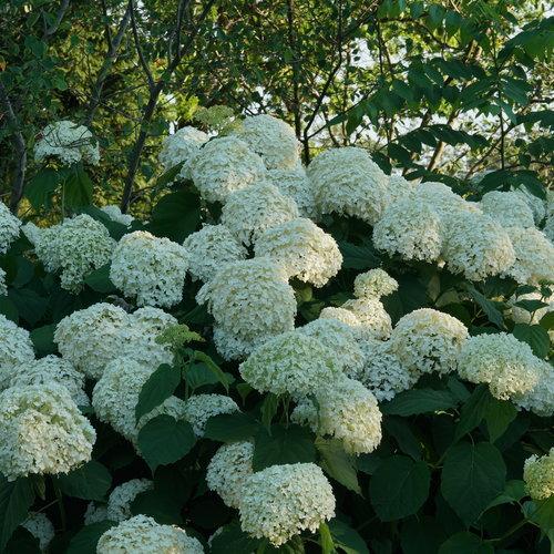 Hydrangea arborescens 'Abetwo' - Proven Winners® Incrediball® Smooth Hydrangea
