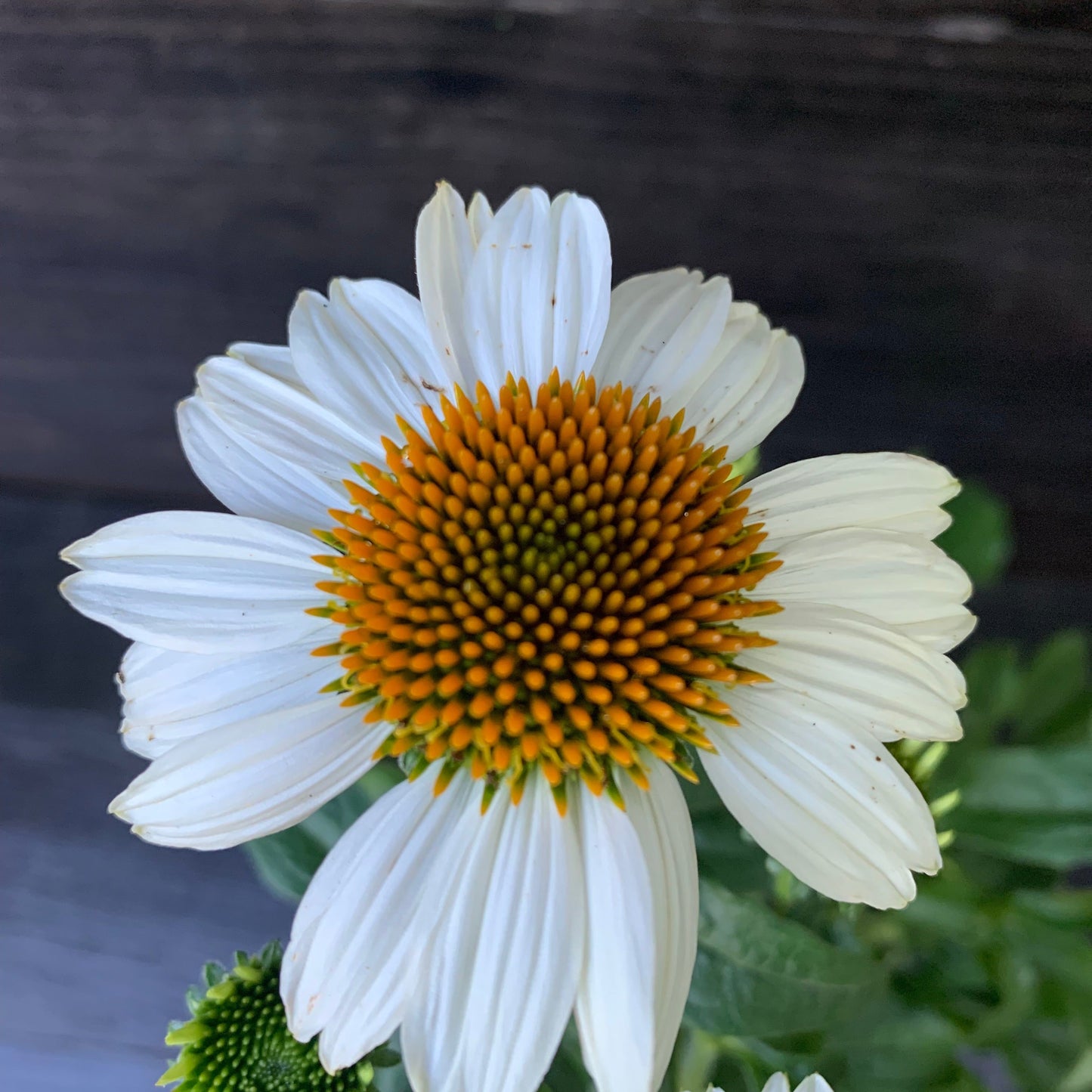 Echinacea purpurea 'PowWow White' - PowWow® White Echinacea, Coneflower