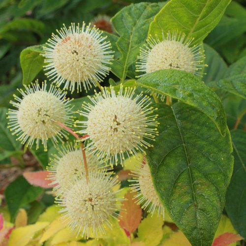 Cephalanthus occidentalis 'SMCOSS' - Sugar Shack® Buttonbush