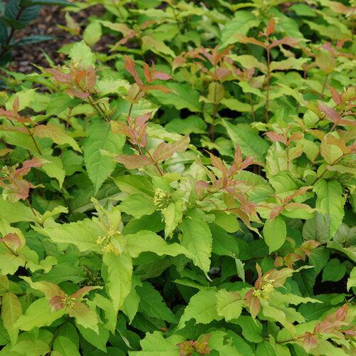Diervilla x 'SMNDSS' PP34,138 - Kodiak® Fresh™ Honeysuckle