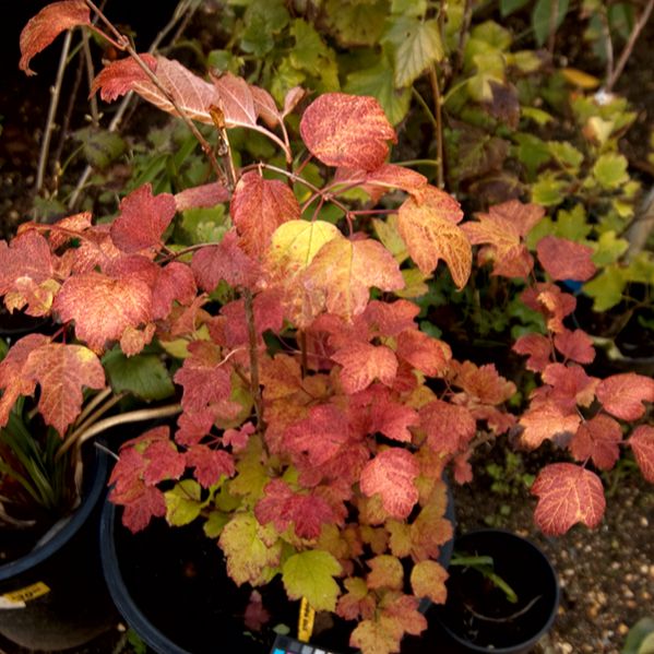Viburnum trilobum ‘Bailey Compact’ - Bailey Compact Viburnum