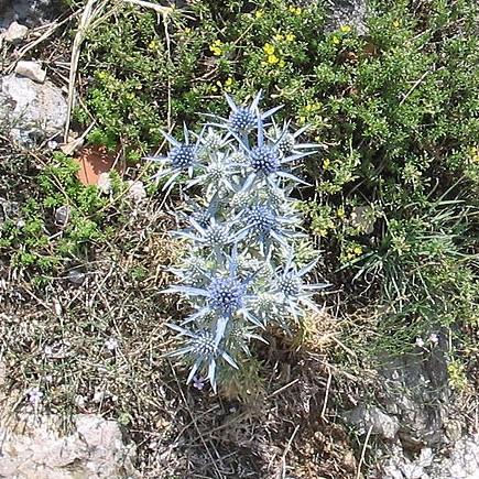 Eryngium planum 'Blue Hobbit' - Blue Hobbit Sea Holly