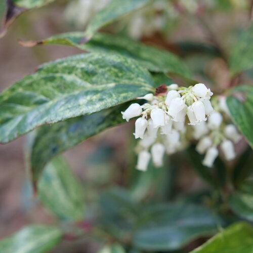 Leucothoe fontanesiana 'SMNLFGRV' - Paisley Pup® Leucothoe