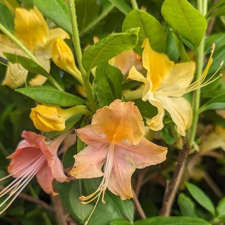 Rhododendron 'Garden Rainbow’ - Garden Rainbow Azalea