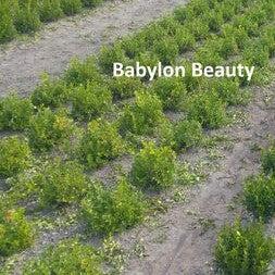 Buxus 'HER2010B04’ PP32273 - BetterBoxwood® Babylon Beauty™ Boxwood