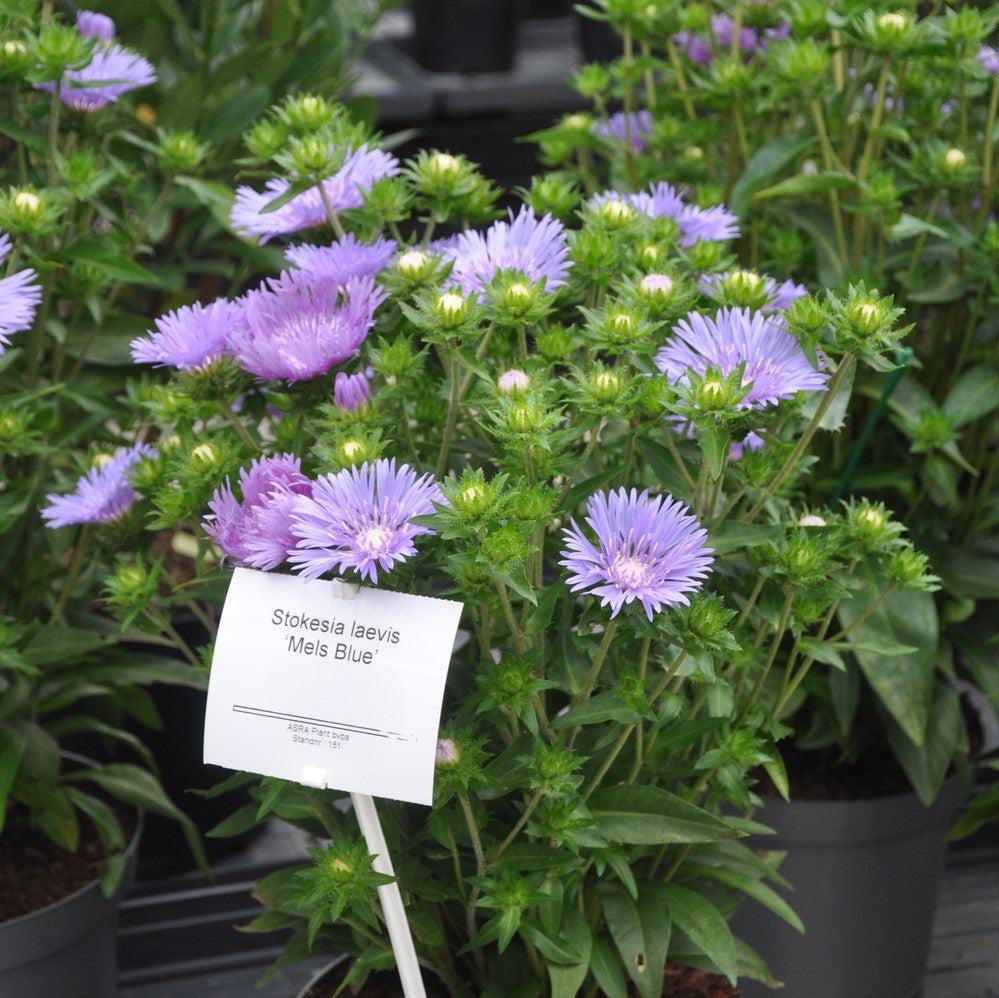Stokesia laevis 'Mel's Blue' - Mel's Blue Stokes' Aster
