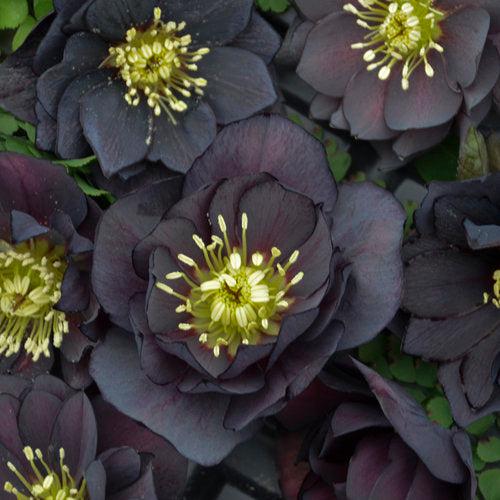 Helleborus 'Wedding Party Mix' - Wedding Party® Mix Lenten Rose