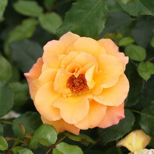 Rosa x 'CHEWGEWEST' - Oso Easy® Suñorita® Rose