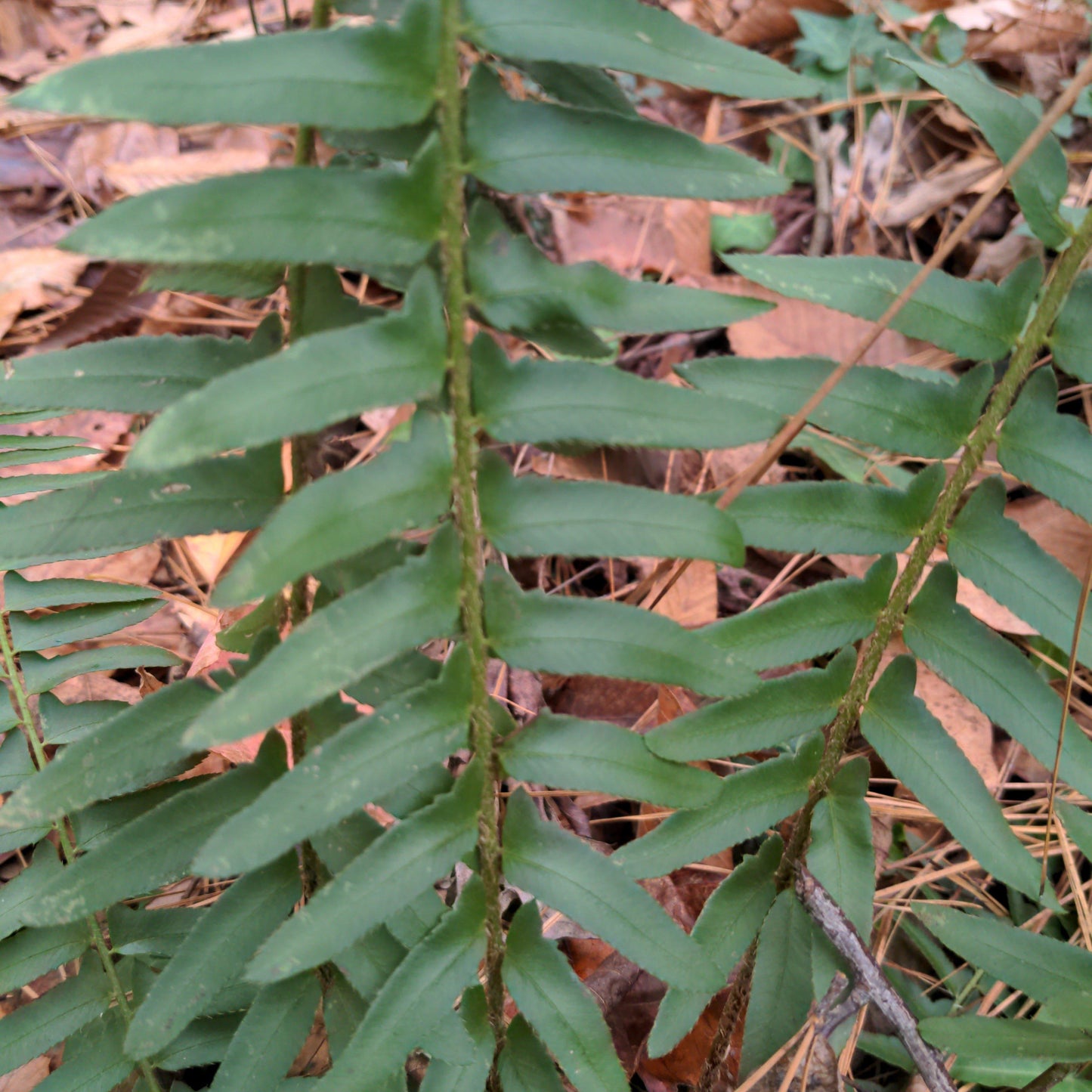 Polystichum acrostichoides - Christmas Fern