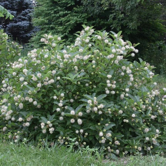 Cephalanthus occidentalis 'Kolmoon' - Magical® Moonlight Buttonbush
