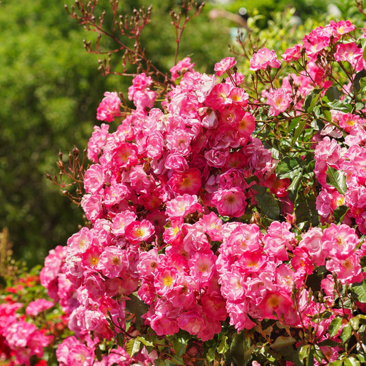 Rosa x 'NOA168098F' - Flower Carpet® Pink Supreme Rose