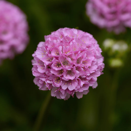 Armeria pseudarmeria 'Sweet Dreams' - Dreameria® Sweet Dreams Thrift