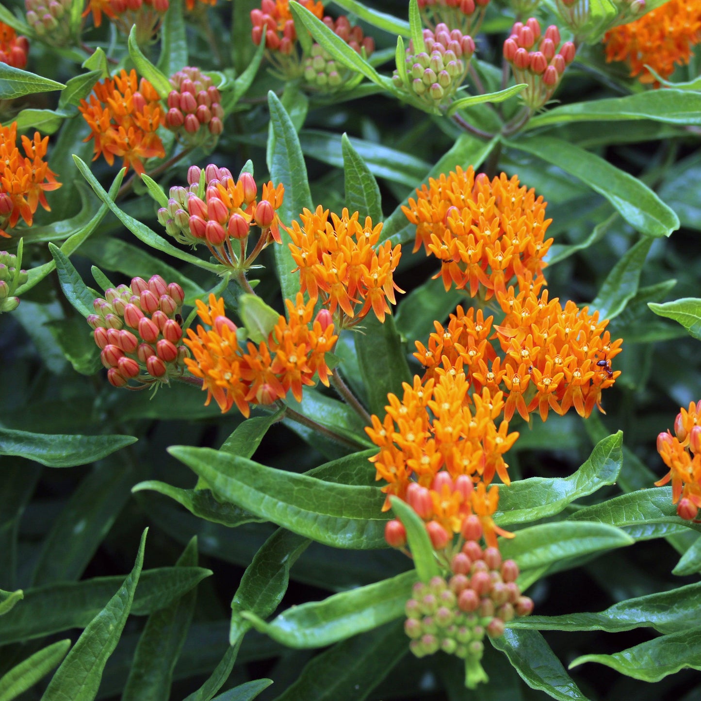 Asclepias tuberosa - Butterfly Weed