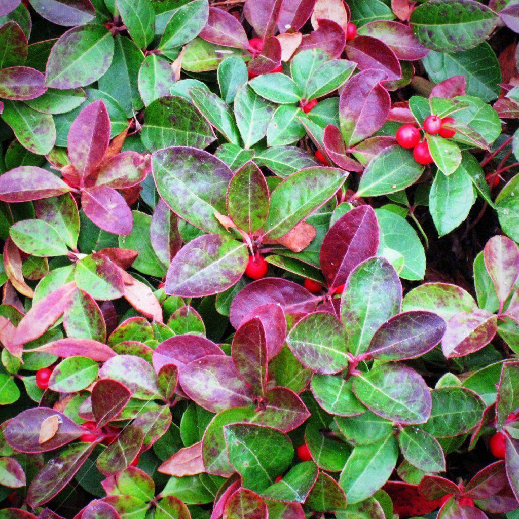 Gaultheria procumbens - Creeping Wintergreens, Eastern Tea Berry