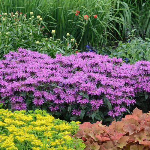 Monarda 'Leading Lady Plum' PP26,447 - PW® Leading Lady Plum Bee Balm