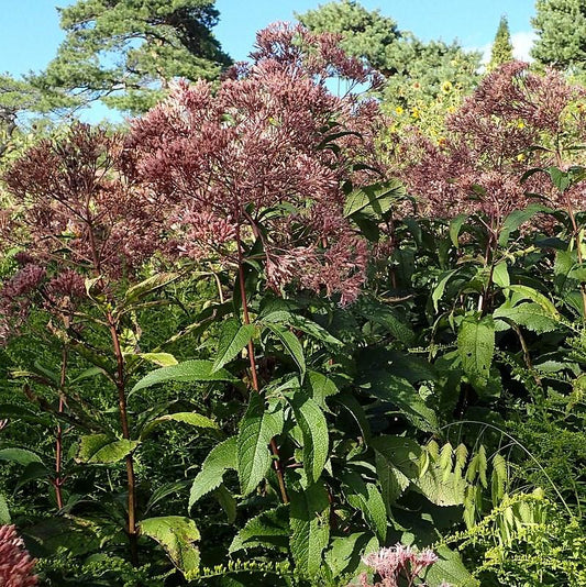 Eutrochium maculatum 'Gateway' - Gateway Joe Pye Weed