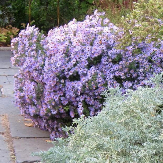 Aster oblongifolius 'Raydon's Favorite' - Raydon's Favorite Aromatic Aster