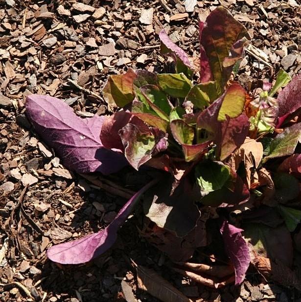 Salvia lyrata 'Purple Knockout' - Purple Knockout Lyre-Leaf Sage