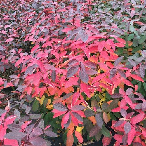 Itea virginica 'SMNIVDFC' USPP 30,233 - Scentlandia® Sweetspire