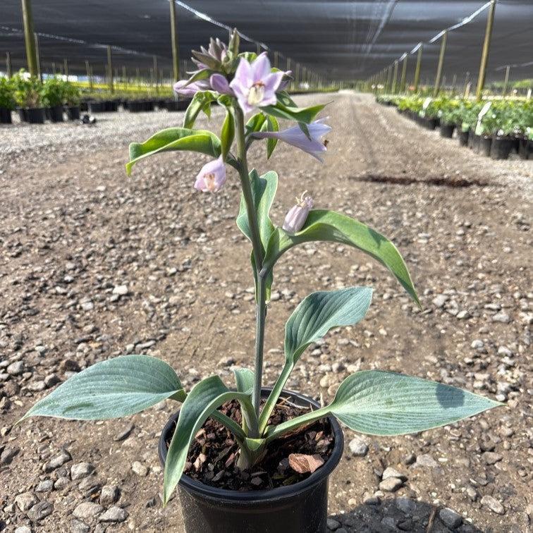 Hosta 'Halcyon' - Halcyon Hosta