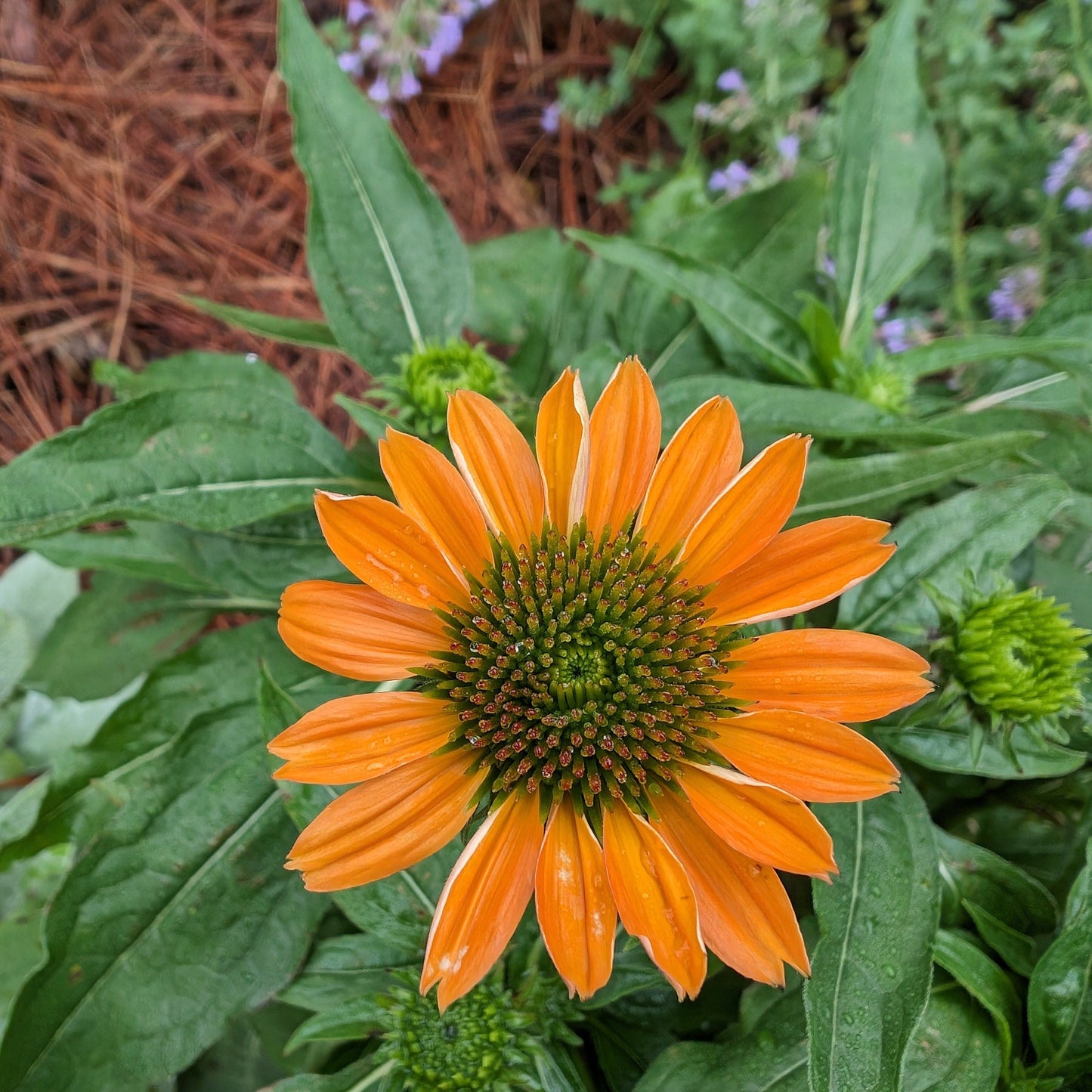 Echinacea x 'Balsomador' PP #26,639 - Sombrero® Adobe Orange Improved Coneflower