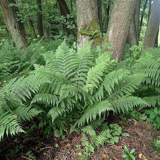 Athyrium filix-femina - Lady Fern