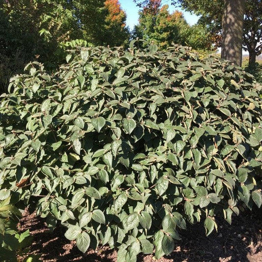 Viburnum carlesii ‘Select A’ - Spice Island™ Korean Spice Viburnum