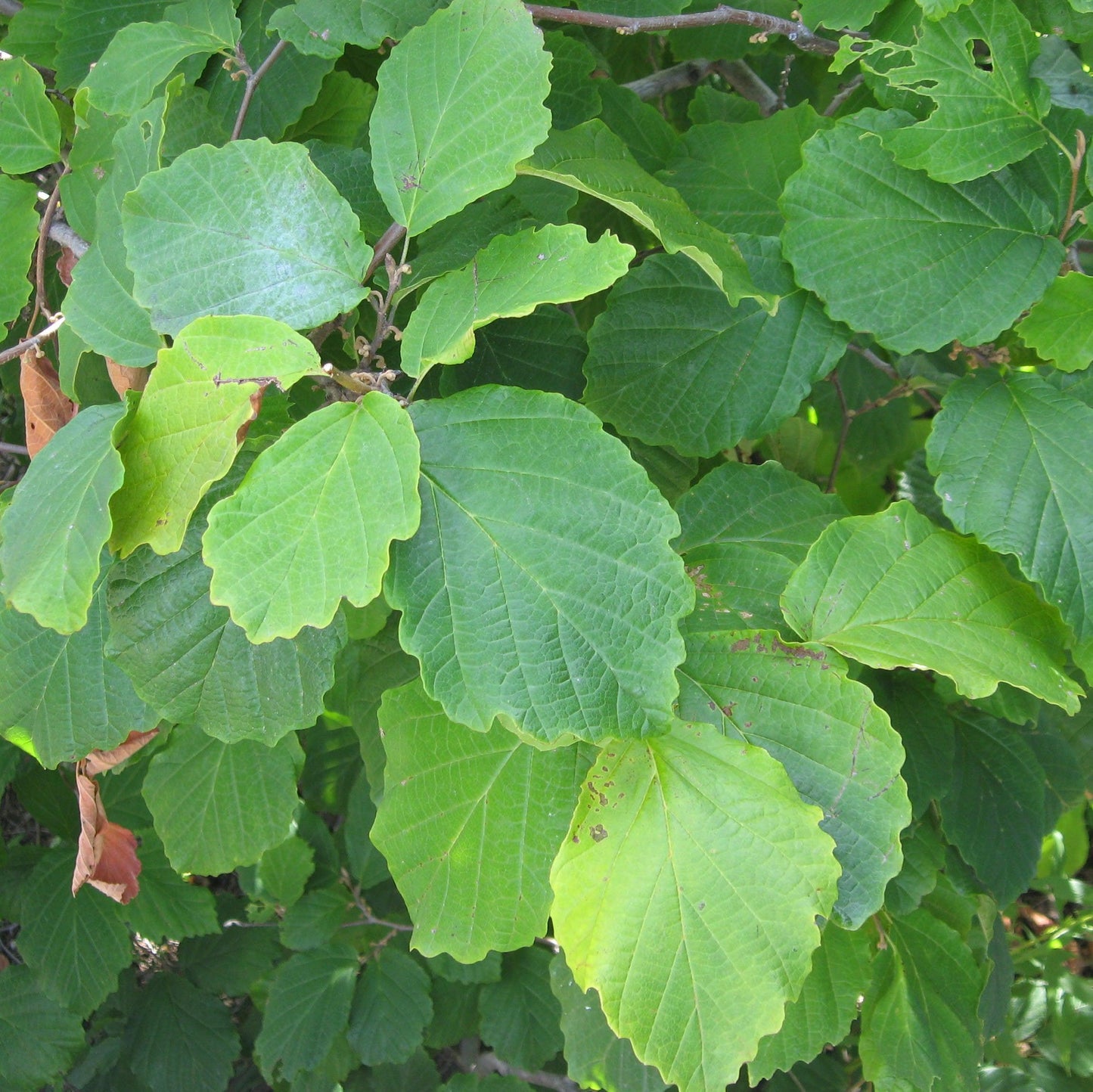 Hamamelis virginiana 'Harvest Moon' - Harvest Moon Witch Hazel