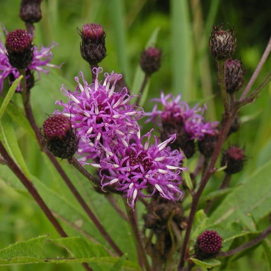 Vernonia noveboracensis - New York Ironweed