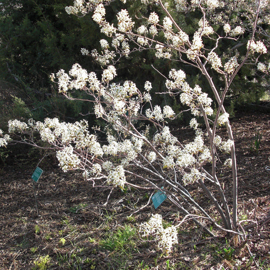 Amelanchier canadensis - Shadblow Serviceberry