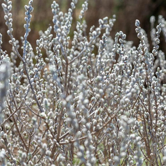 Salix candida 'Jefberg' - First Editions® Iceberg Alley® Sageleaf Willow