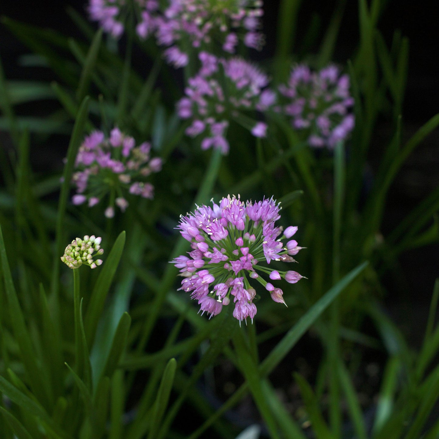 Allium 'Millenium' - Millenium Ornamental Onion