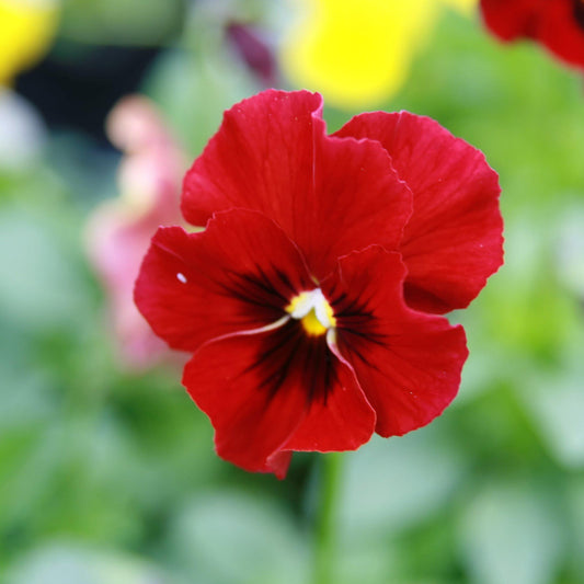 Viola cornuta 'Penny Red Blotch' - Penny™ Red Blotch Viola