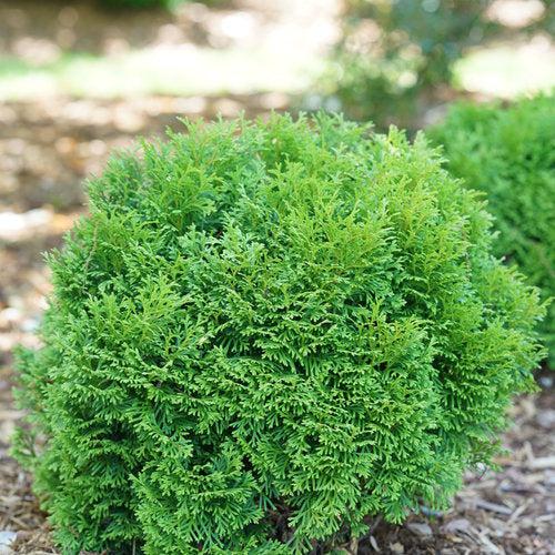 Thuja occidentalis 'SMNTOBAB' - Tater Tot® Arborvitae