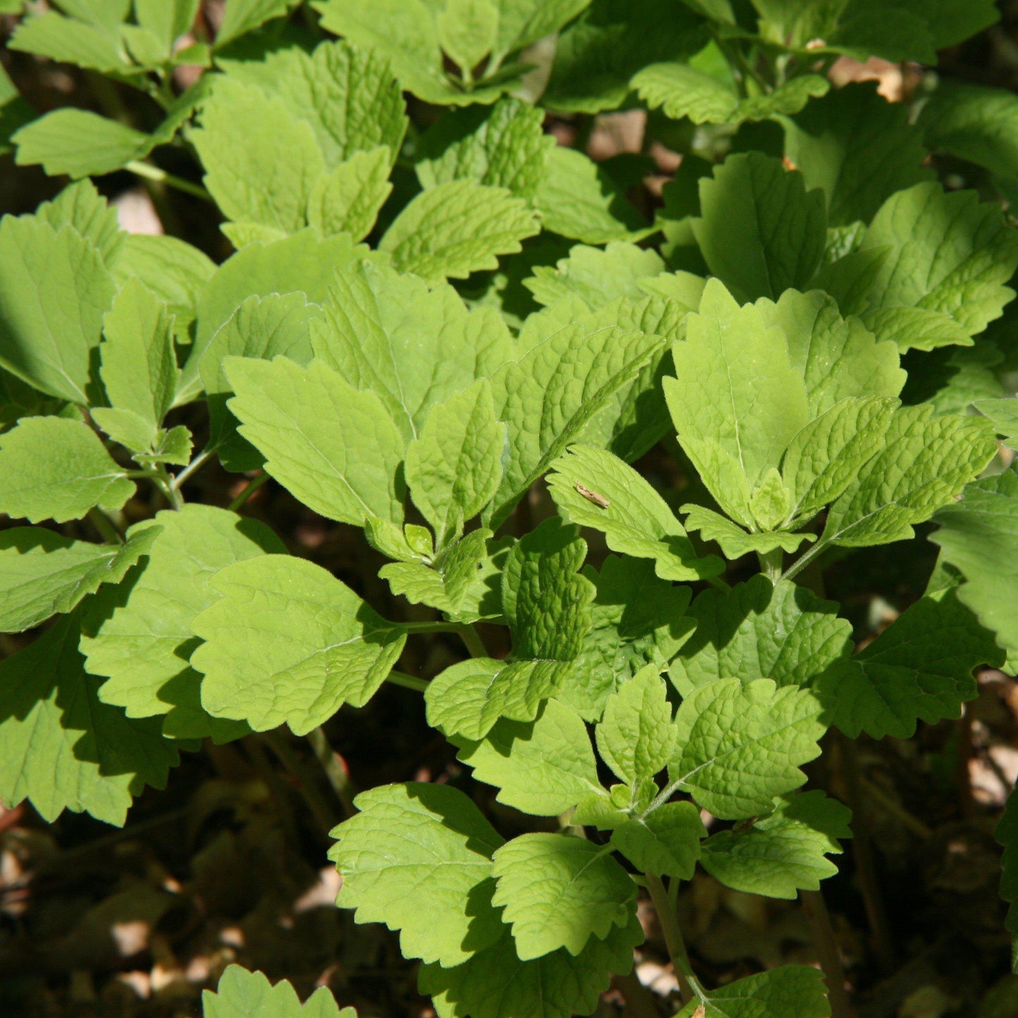 Pachysandra procumbens - Allegheny Spurge