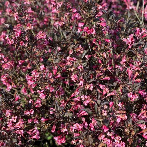 Weigela florida 'SMNWFDFPD' - Very Fine Wine® Weigela