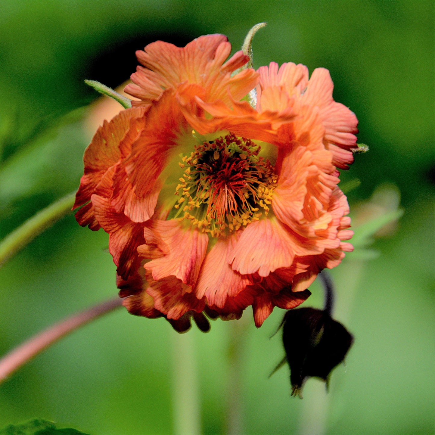 Geum 'Mai Tai' - Cocktails™ Mai Tai Avens