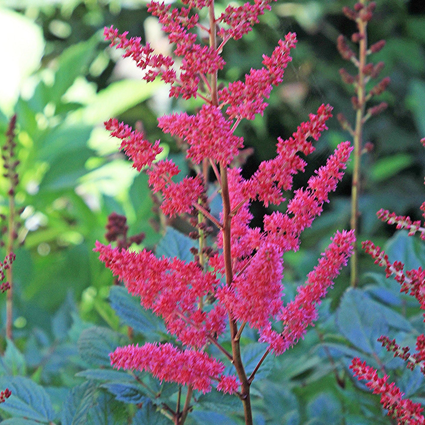 Astilbe 'Versred' - Younique™ Ruby Red Astilbe