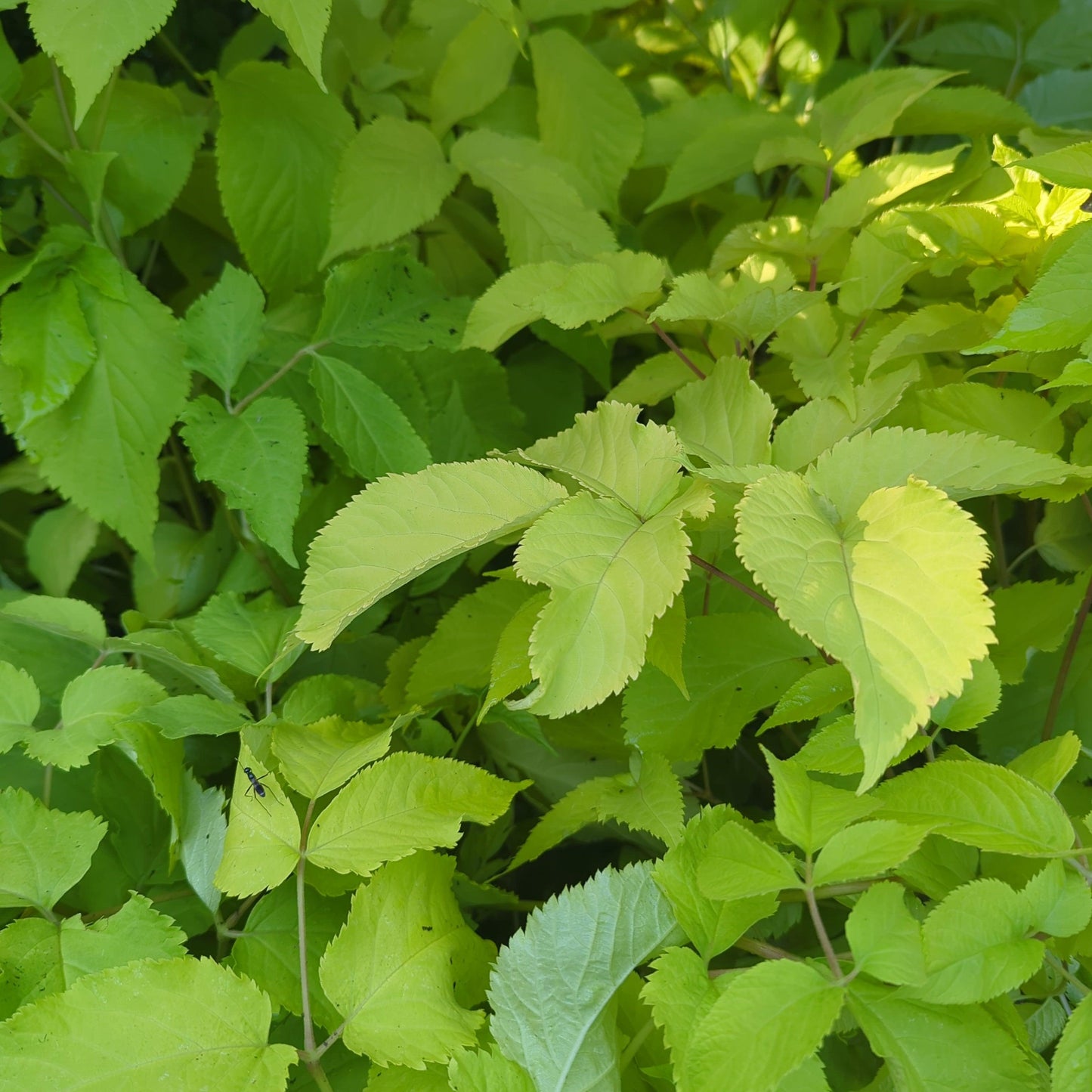 Aralia cordata 'Sun King' - Sun King Golden Japanese Spikenard