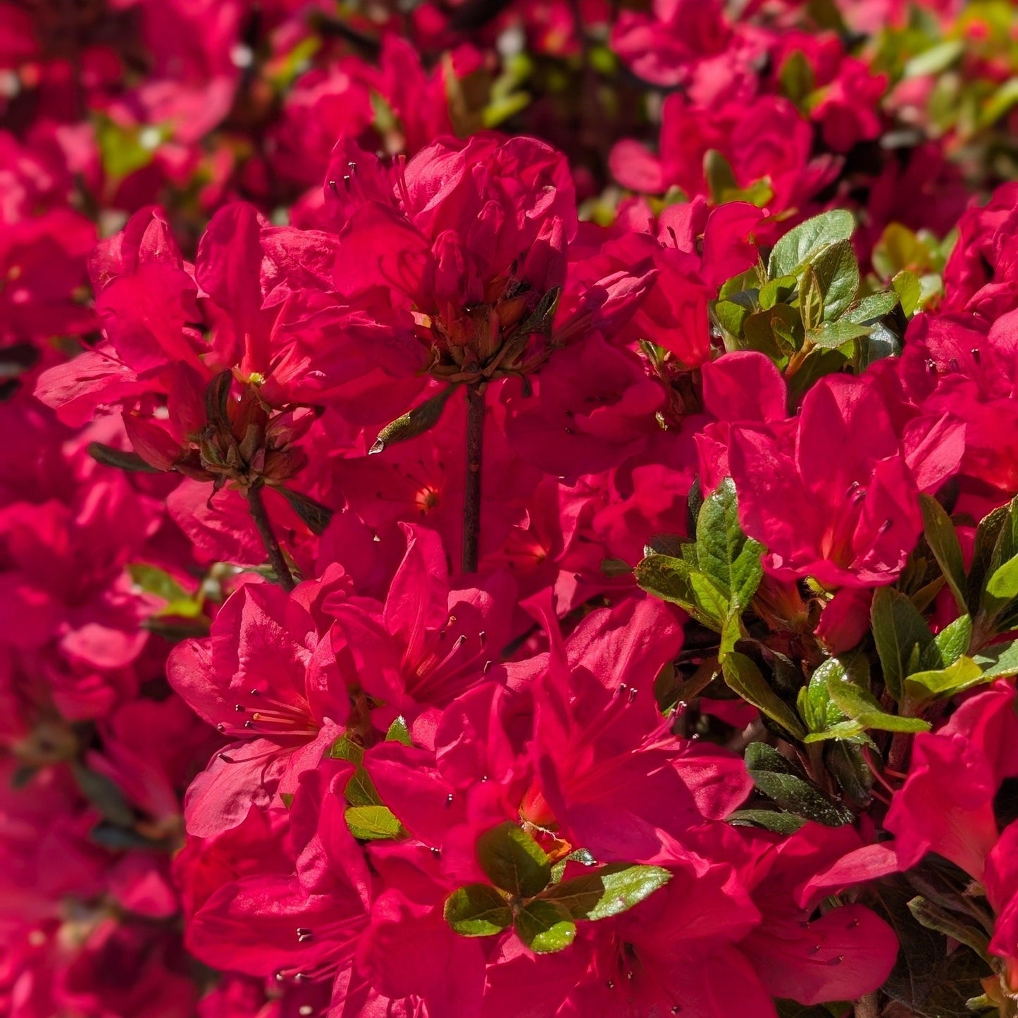 Azalea kaempferi 'Johanna' - Johanna Azalea