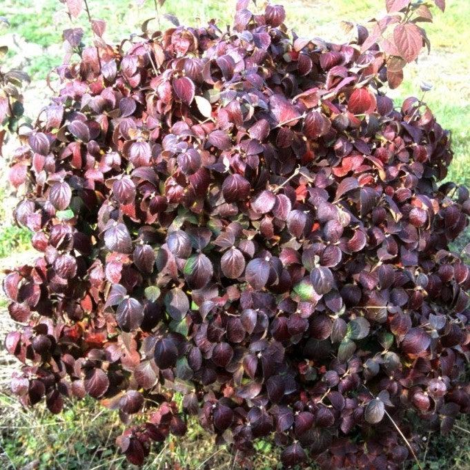 Viburnum carlesii ‘Select A’ - Spice Island™ Korean Spice Viburnum