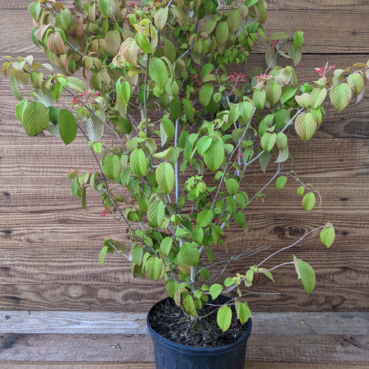 Viburnum plicatum 'Shasta' - Shasta Viburnum, Doublefile Viburnum