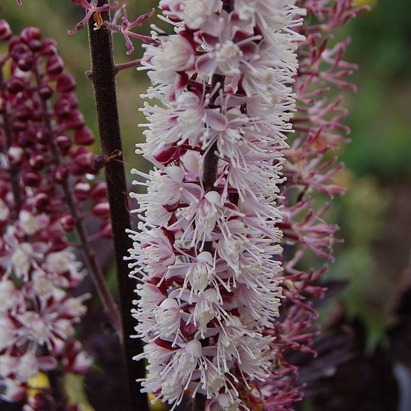 Actaea simplex 'Brunette' - Brunette Bugbane, Cohosh