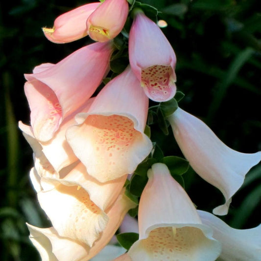 Digitalis purpurea 'Dalmatian Peach' - Dalmatian Peach Foxglove