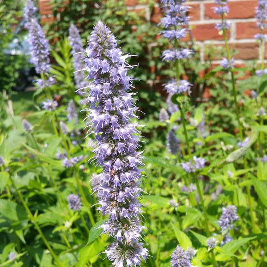 Agastache foeniculum 'Blue Fortune' - Blue Fortune Giant Hyssop