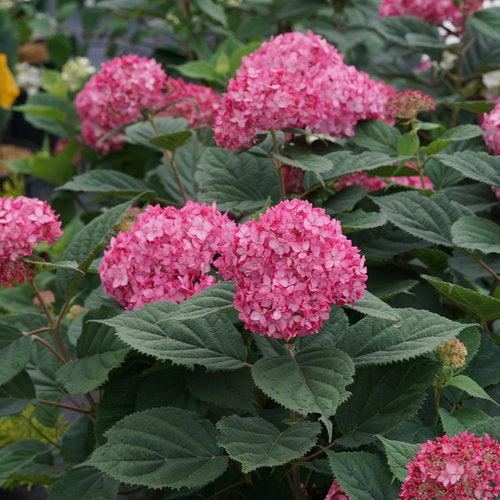 Hydrangea arborescens 'NCHA3' - Invincibelle® Ruby Hydrangea