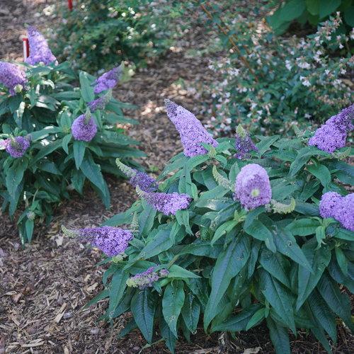 Buddleia x 'SMNBDL' - Pugster® Amethyst Butterfly Bush