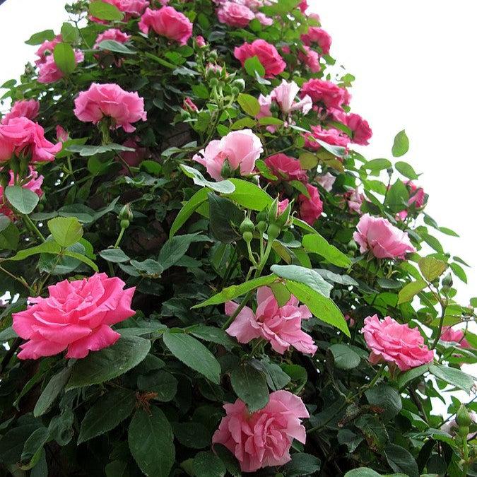 Rosa 'Zéphirine Drouhin' - Zéphirine Drouhin Rose